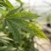 Hoja de Blue OG Regular con clorosis y manchas foliares.