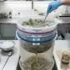 Ice O Lator para extracción de resina de cannabis con agua y hielo.