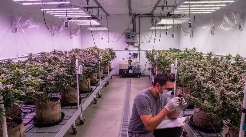 Inspección de plantas para identificar rasgos genéticos asociados a la resistencia microbiana.