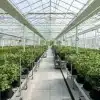 Cultivo de cannabis en invernadero y control de riesgos de Salmonella en la producción de cannabis.