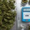Flores de cannabis durante el proceso de secado junto a un medidor de humedad para verificar las condiciones de conservación.