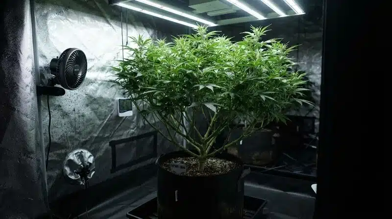 Gestión del microbioma en el cultivo de cannabis en una planta cultivada en interior con buena ventilación.