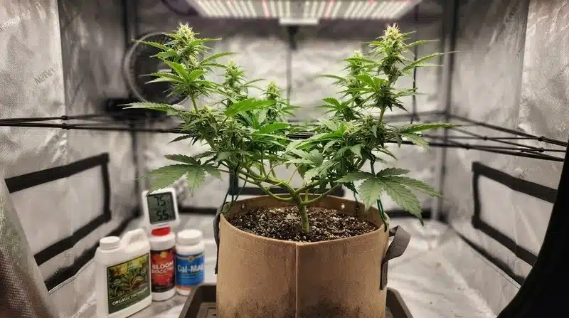 Banana Split en cultivo interior con entrenamiento de ramas y luz LED.