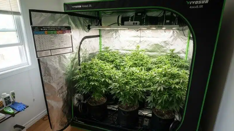 Plantas de Black Domina Fast Version cultivadas en interior dentro de un armario de cultivo con iluminación artificial, mostrando un desarrollo vegetativo uniforme.