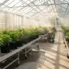 Plantas de cannabis en invernadero y control de contaminación por levaduras durante el curado.