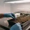 Blueberry x Cream Cheese Auto en bandeja de propagación con plantas jóvenes.