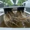 Pudrición radicular por Pythium en hidroponía con raíces afectadas en un sistema de cultivo.