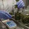 Soluciones de envasado antimicrobiano para cannabis con control de calidad y almacenamiento en frascos.