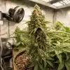 Cogollo principal de Hellfire Fast Version en cultivo interior bajo luz LED