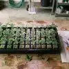 Esquejes de cannabis Green Crack x AK47 en bandeja de propagación .