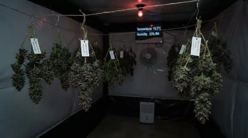 Ramas de cannabis con flores colgadas durante el proceso de secado en una sala con temperatura y humedad controladas.