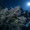 Cogollos de Glookies Weed Autoflower en floración bajo la luz de la luna.