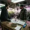 Revisión de flores Green Poison en cultivo interior.
