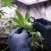 Inspección de hoja de cannabis Guanabana con lupa en cultivo de interior.