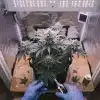 Planta Green Crack x Do-Si-Dos en floración bajo iluminación LED.
