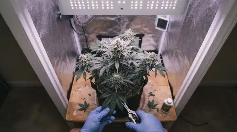 Planta Green Crack x Do-Si-Dos en floración bajo iluminación LED.