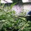 Poda de planta de cannabis Green Crack x Core en cultivo.