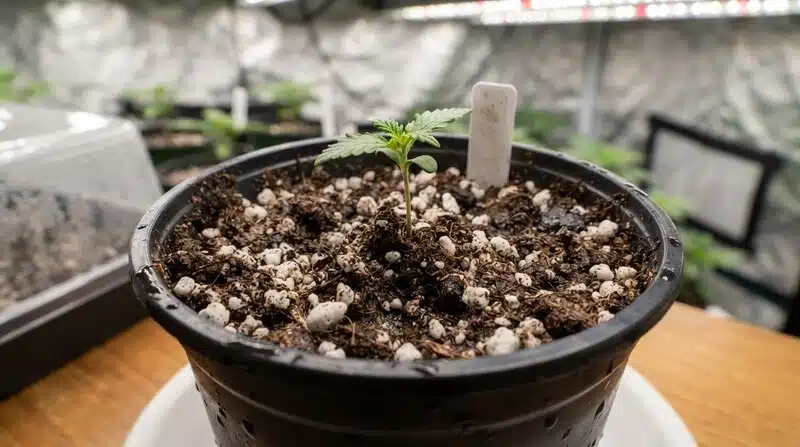 Plántula joven de cannabis creciendo en una maceta con sustrato aireado, en un entorno de cultivo interior.
