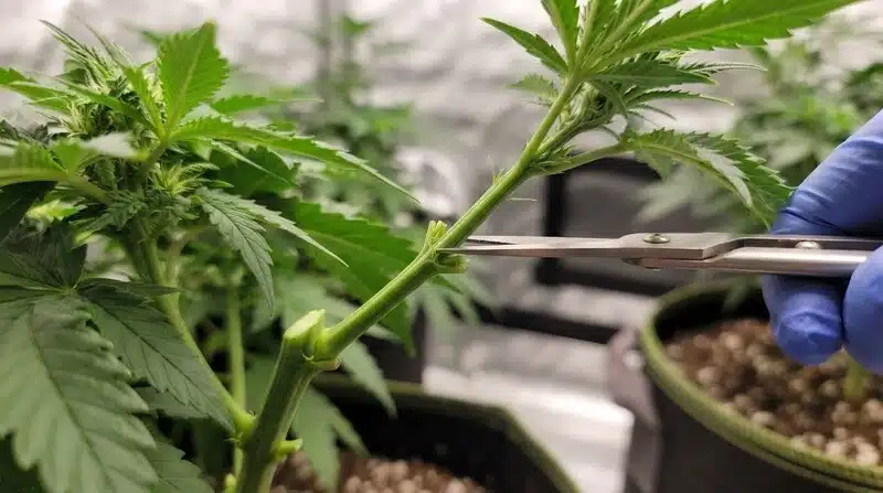 Poda manual de una planta de cannabis mediante tijeras de precisión, eliminando un brote lateral para controlar la estructura de la planta y mejorar la distribución del crecimiento durante el cultivo.